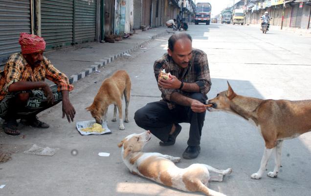 how can we help street dogs